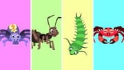 Arthropods for kids - Invertebrate animals - Natural Science For Kids