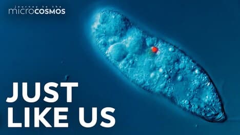 The Illuminating Reason Perenema Curl Up Into a Ball