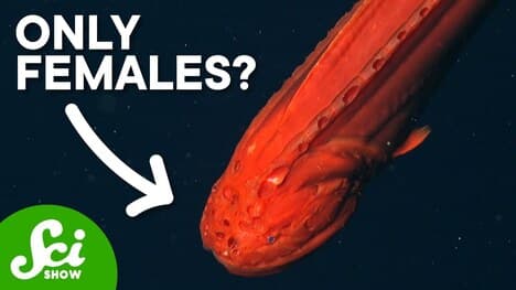 Why Are There No Male Whalefish?