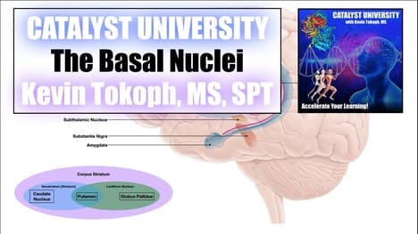 Basal Nuclei | Direct & Indirect Pathways EXPLAINED [+ Review of Basal Nuclei Anatomy]