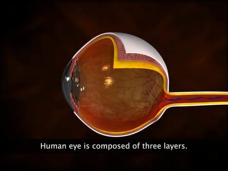 Anatomy of Human Eye