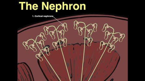 The Nephron