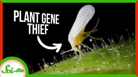 Whiteflies Destroy Crops Thanks to a Stolen Plant Gene | SciShow News