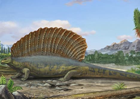 How Did Mammals Evolve?