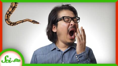 Maybe Yawning Protects You From...Snakes?