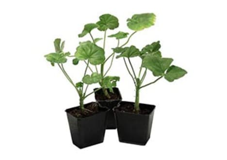 Photosynthesis and Starch