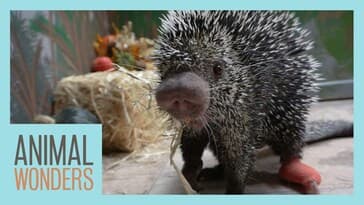 Porcupine Licks Pumpkins | Teeth Update
