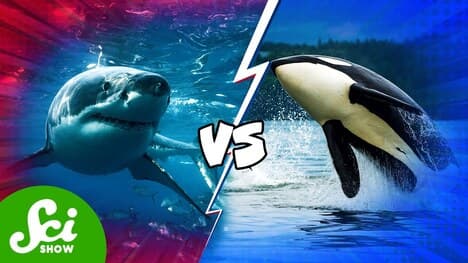 Which Animal Would Win In A Fight?