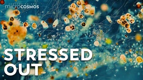 The Microcosmos Is A Very Stressful Place