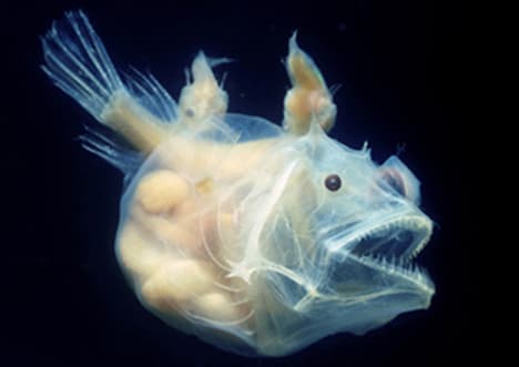 Deep Sea Angler Fish