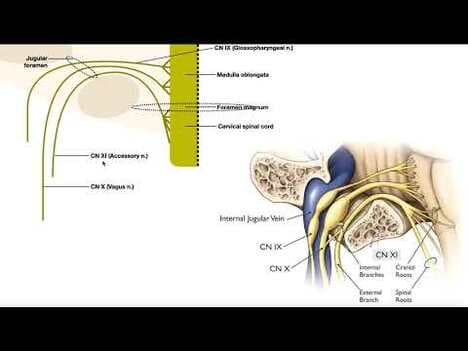 Cranial Nerve X - Vagus Nerve [Part 2a] | Structure & Functions of UQ & Thoracic Branches
