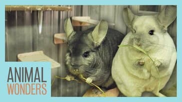 Chinchillas Get New Climbing Walls!