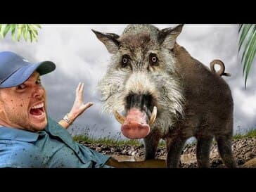 Scariest Pig on the Planet! (Bearded Pig of Borneo)