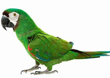 Numbers: Animal Maths