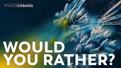 The Shared Doom of Microscopic Hitchhikers