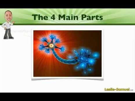 002 An Introduction to Neurons