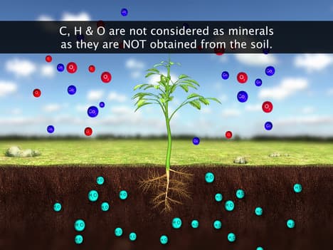 Uptake and Transport of Mineral Nutrients