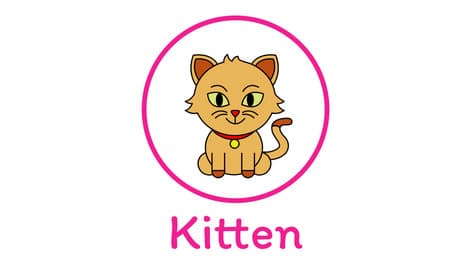 Learn To Draw A Kitten