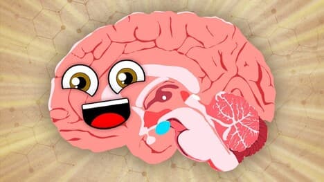 The Brain Is The Boss of Your Body! | KLT Anatomy