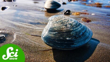 The Secret To Saving The Oceans Is In… Clams?