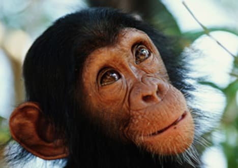 Chimps: Our Closest Relatives?