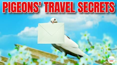 How Do Big Corks Fit into Tiny Wine Bottle Openings?