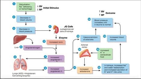 The Renin-Angiotensin-Aldosterone [RAAS] Pathway EXPLAINED