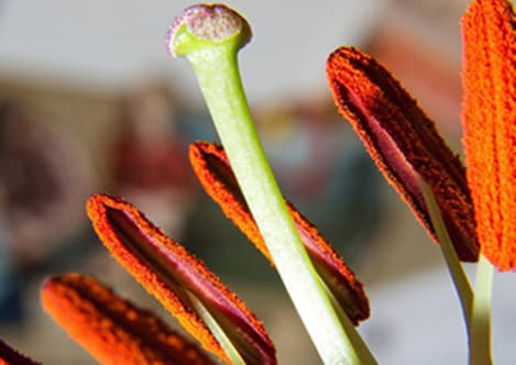 Fertilisation - Plant Reproduction