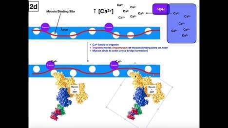 Steps of Excitation-Contraction Coupling in Skeletal Muscle [Whole Video