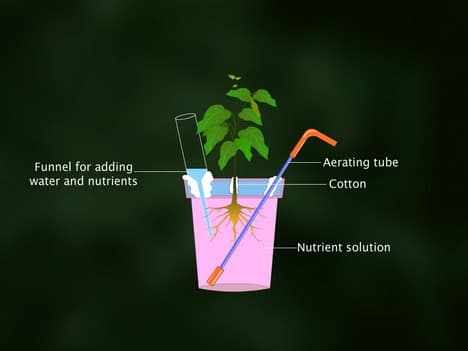 Mineral Requirements of Plants