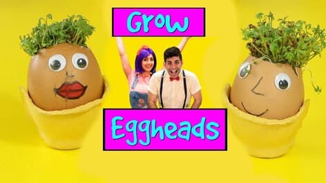 Grow Eggheads | Fun Activities For Kids At Home | Bella & Beans TV