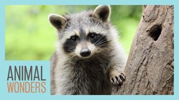 Raccoons: Cute or Deadly?