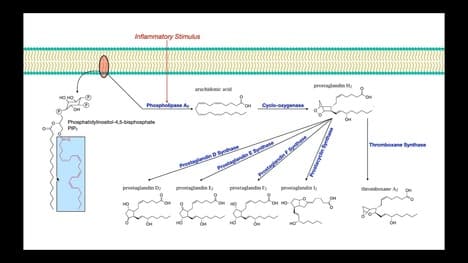 Eicosanoid Biosynthesis [Part 1] | Prostaglandins & Thromboxane A2