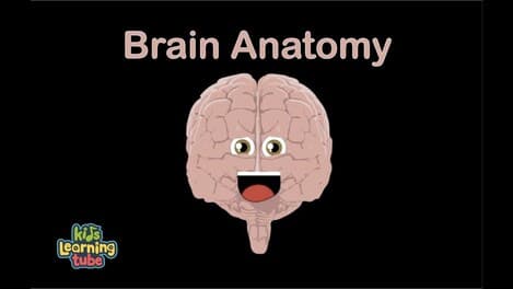 Human Body /Brain Song/Human Body Systems