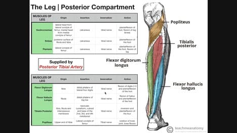 Deep Posterior Leg Compartment | Origins, Insertions, Actions, Etc.