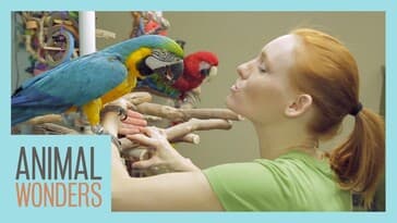 Caring For The Animals When Sick