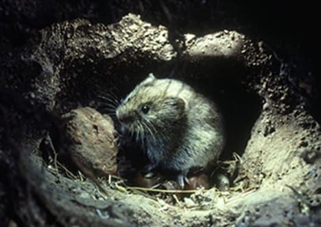 What every animal needs