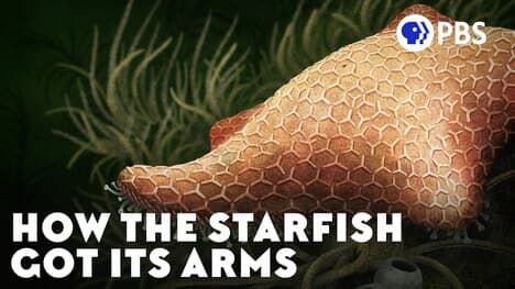 How the Starfish Got Its Arms