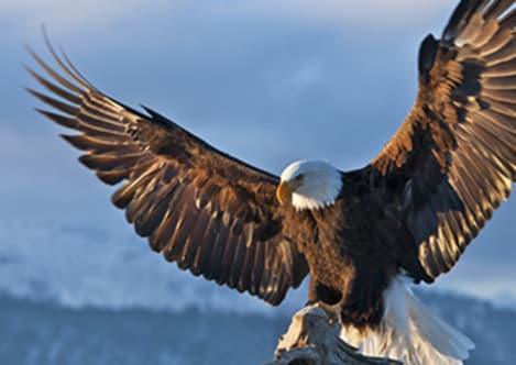 How Did Birds Evolve?