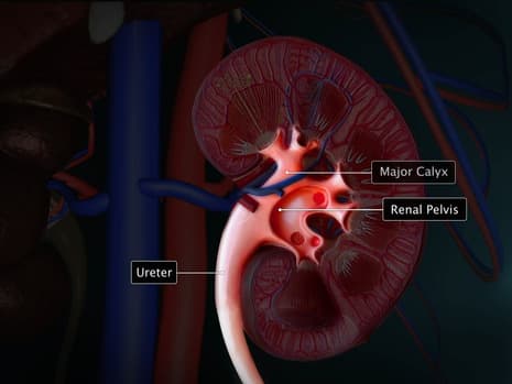 Human Excretory system – An Overview