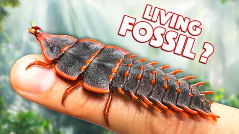 Prehistoric Trilobite Beetle Found Alive