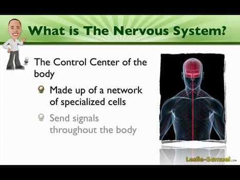 001 An Introduction to the Nervous System