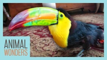 Another Surgery for Zeema the Toucan