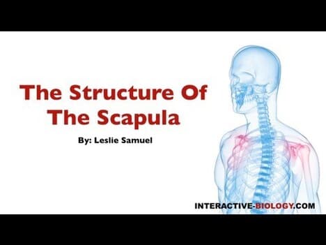 075 The Structure Of The Scapula