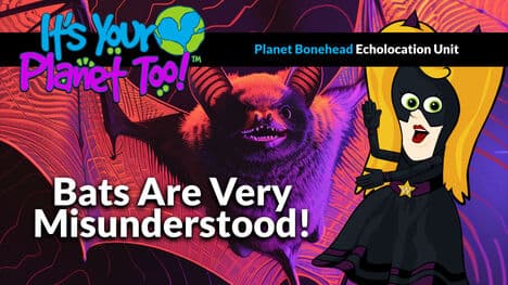 Understanding Bats: Dispelling Common Myths and Fears