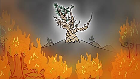 The 3 Reasons This Tree Has Lived 5000 Years