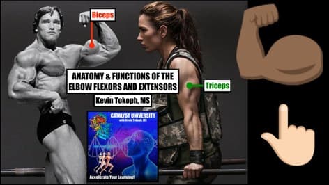 Anatomy & Functions of the Elbows Flexors & Extensors