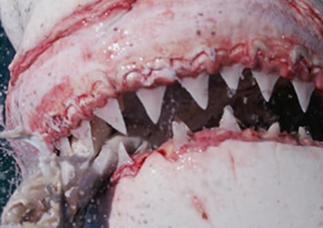 Factpack: Super Predators