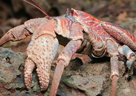 Robber Crab
