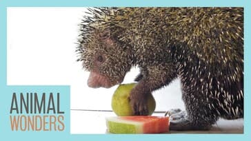 Porcupine Eats Fruit